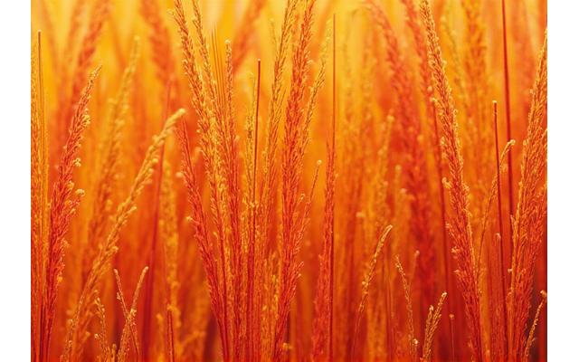 草木染めの工程で酵素技術を応用し、発色と定着性を改善した生地のクローズアップ